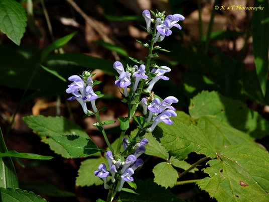 {Scutellaria incana var. punctata}